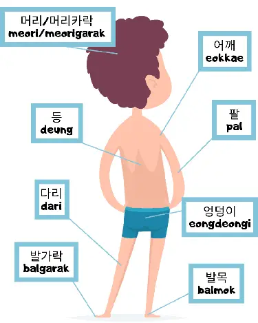 boy with diagram of back body parts in Korean