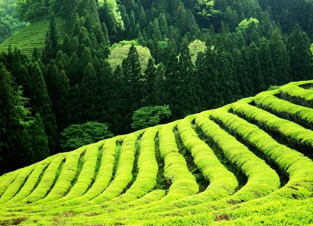 Boseong Green Tea Fields