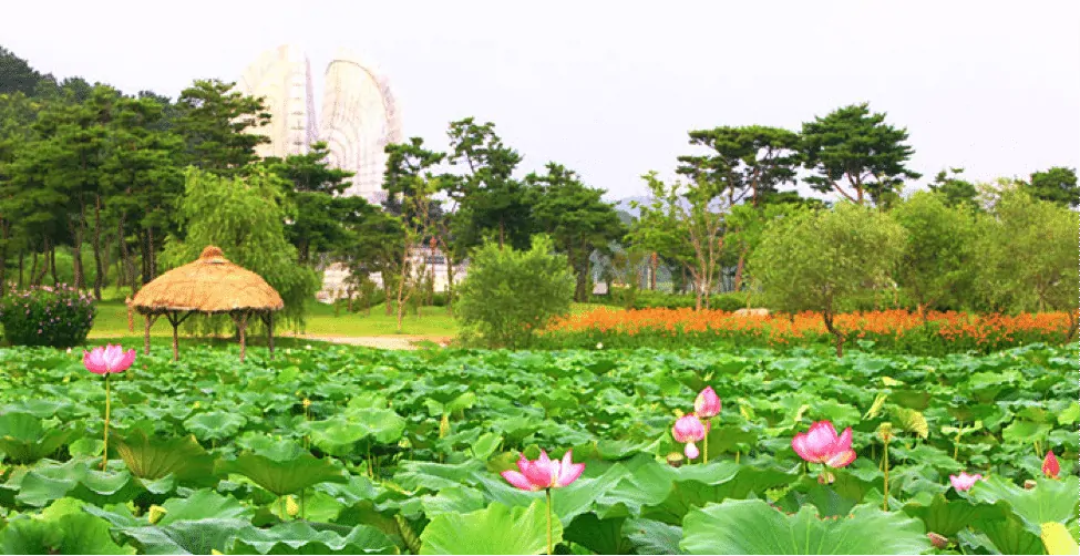 Korean Summer Festivals Buyeo Seodong Lotus Festival