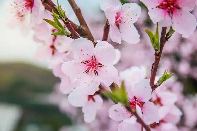 Cherry blossom in Korea