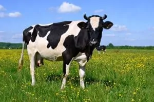 This image is to help explain the Korean joke on cows